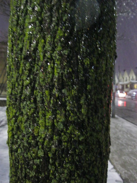 a closeup of a tree covered in moss. city lights are visible in the background